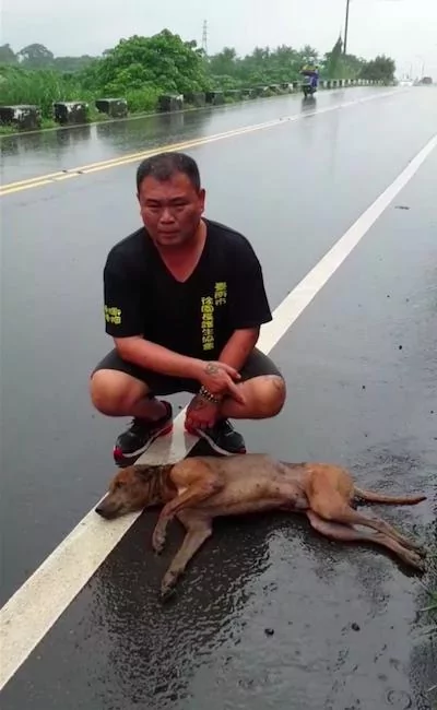 瘫痪汪汪被装布袋当垃圾丢下桥 大雨中被救 狂摇尾巴示好!