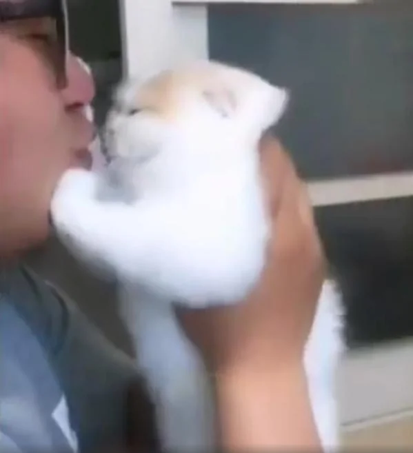 想拥抱下猫咪 却遭到抵抗 主人抱猫用力 结果猫脸都变形了!