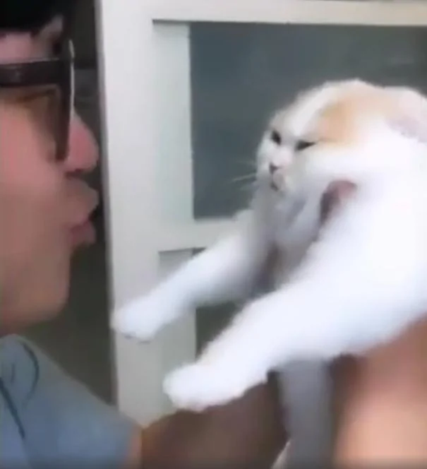 想拥抱下猫咪 却遭到抵抗 主人抱猫用力 结果猫脸都变形了!