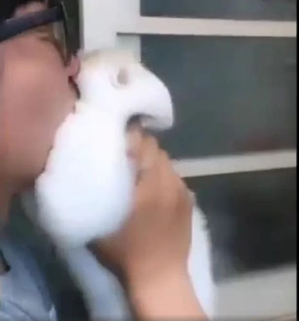 想拥抱下猫咪 却遭到抵抗 主人抱猫用力 结果猫脸都变形了!