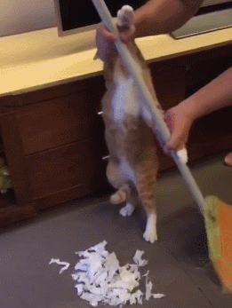 搞破坏的橘猫被抓住后 主人惩戒猫咪清扫现场!