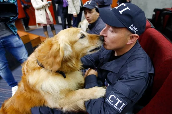 哥伦比亚14只“劳苦功高”的警犬光荣“退休” 并开放民间认养 助其安度晚年!