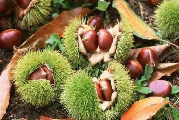 它是“秋果之王” 每天吃几粒 腰好、腿好、身体好
