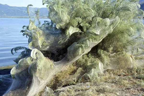 罕见奇观!希腊海岸线惊现300米巨型蜘蛛网 堪比魔幻大片~