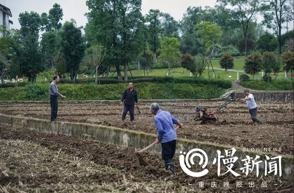 亿万富豪回归田园 投资种水稻:不给子女留家产!