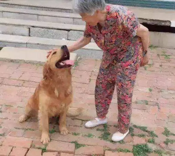 奶奶养大的狗 果然不同凡响!