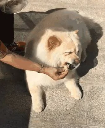 奶奶养大的狗 果然不同凡响!
