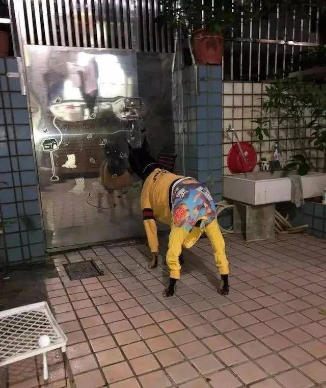 奶奶养大的狗 果然不同凡响!