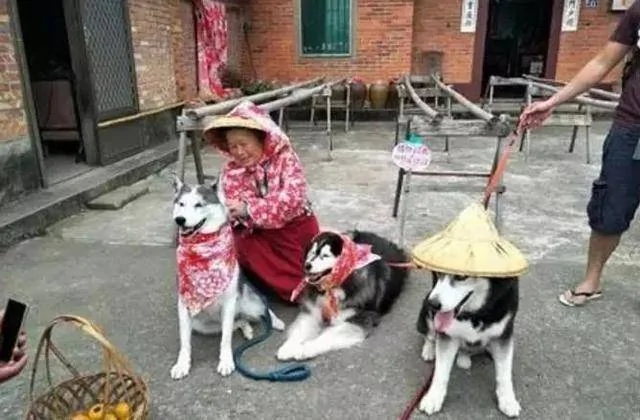 奶奶养大的狗 果然不同凡响!