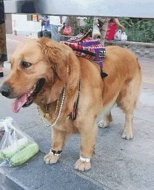 奶奶养大的狗 果然不同凡响!
