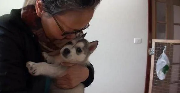 奶奶养大的狗 果然不同凡响!