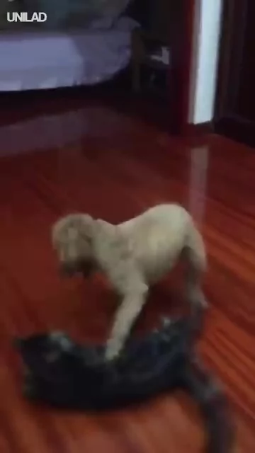 “贵宾与喵皇”开打 转一圈重摔 网友看呆:主子面子往哪摆!