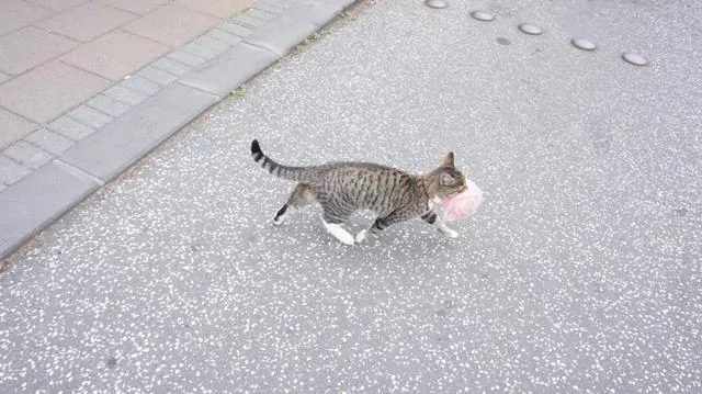 小猫叼个粉色的东西狂奔 摄影师走近一看萌哭了:小公主?