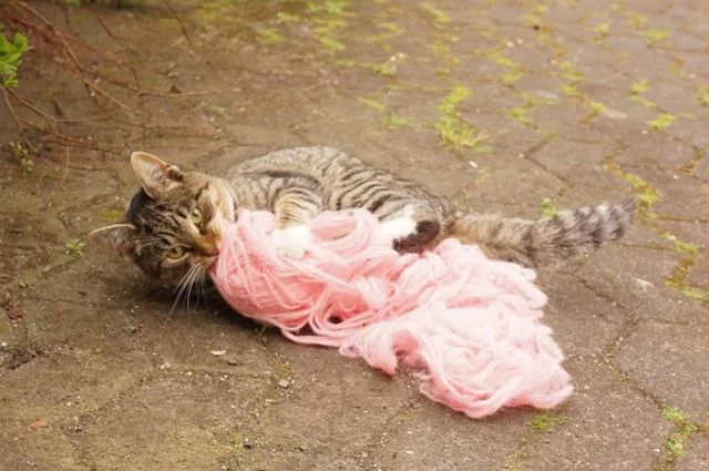 小猫叼个粉色的东西狂奔 摄影师走近一看萌哭了:小公主?