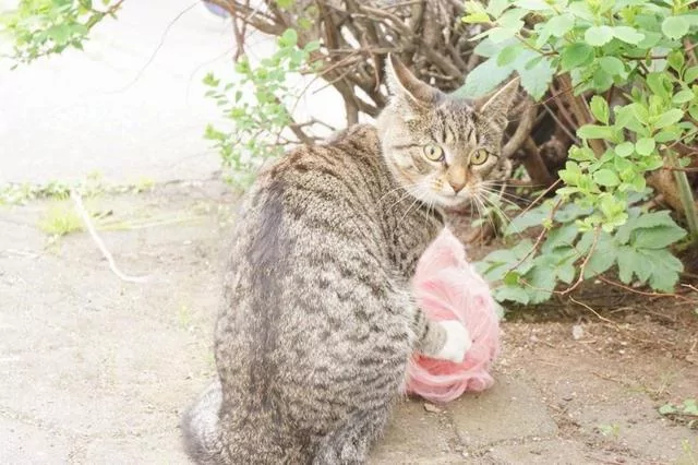 小猫叼个粉色的东西狂奔 摄影师走近一看萌哭了:小公主?