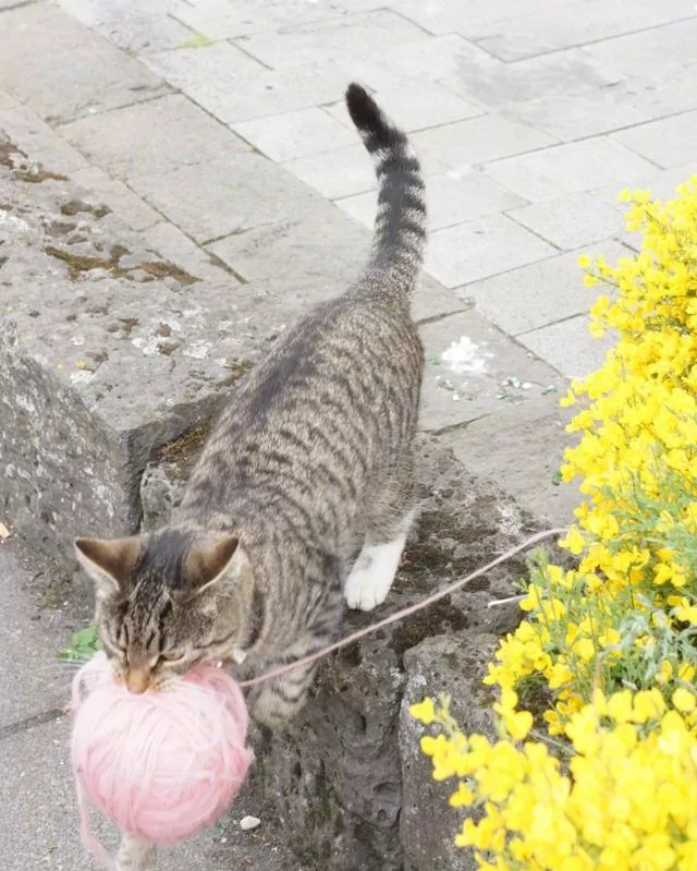 小猫叼个粉色的东西狂奔 摄影师走近一看萌哭了:小公主?
