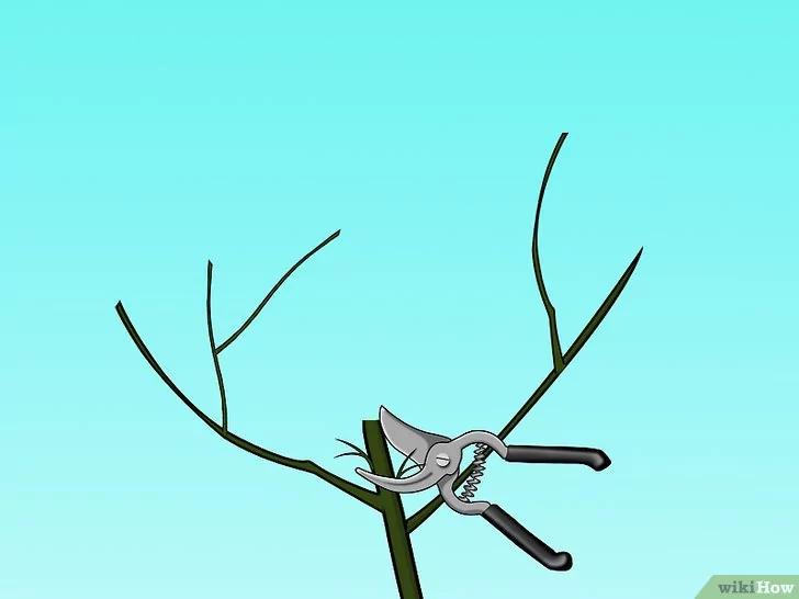 如何修剪一棵桃树