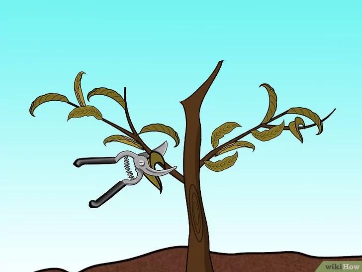 如何修剪一棵桃树