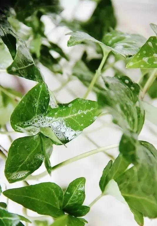 厨房里养一盆 吸油烟除异味 再脏都不怕