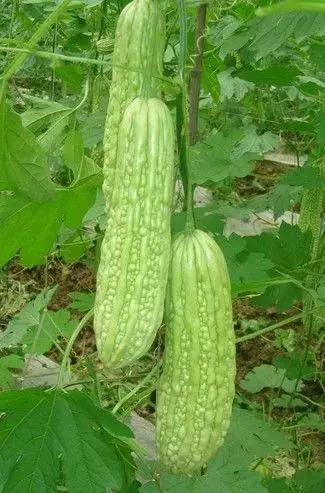 入秋后常吃10种宝 胜过冬虫和夏草(建议永久收藏)
