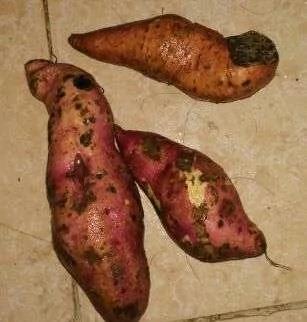 鸡蛋千万不要用水洗!后悔都来不及!必须知道!