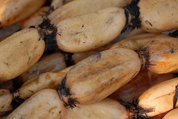 莲藕:中医都爱的养生食物止血养胃20种妙用
