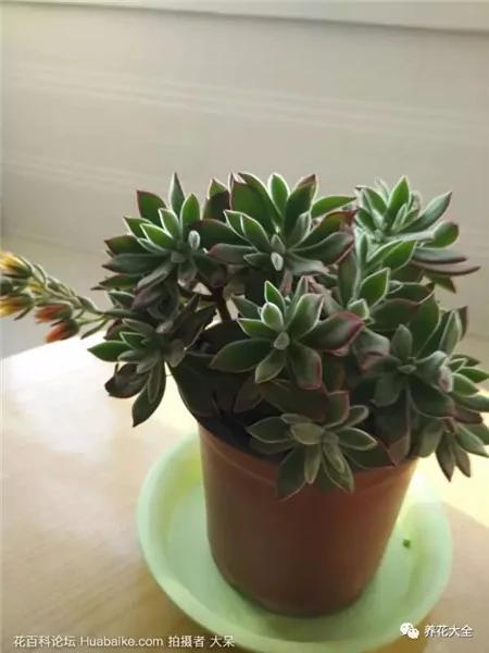 这20种常见花卉的浇水方法 一定要学