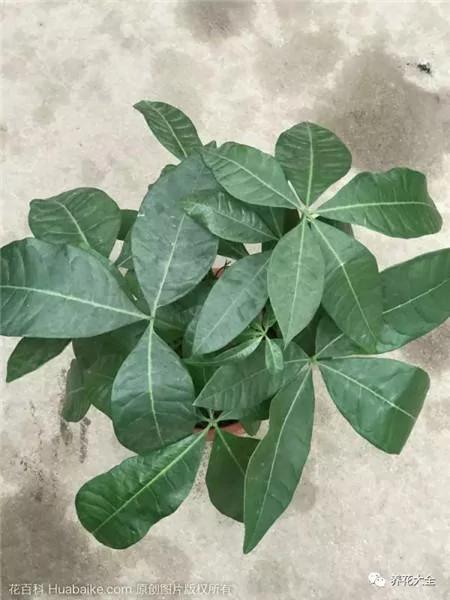 这20种常见花卉的浇水方法 一定要学