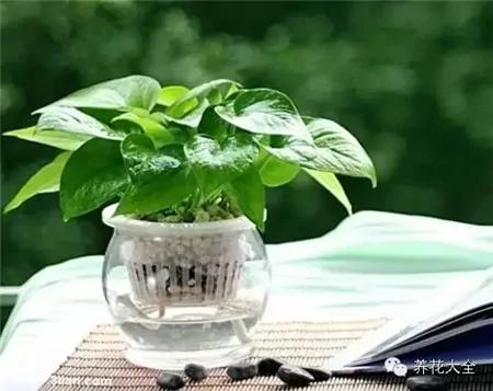 这20种常见花卉的浇水方法 一定要学
