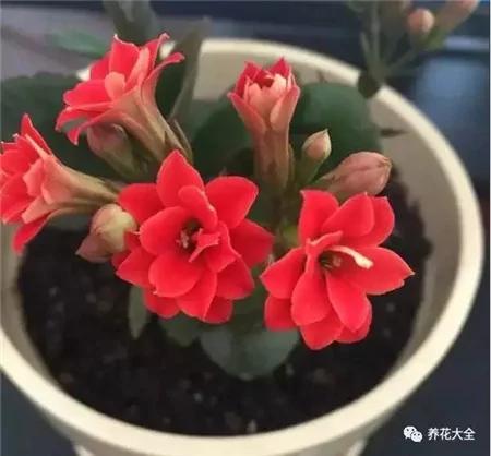 这20种常见花卉的浇水方法 一定要学