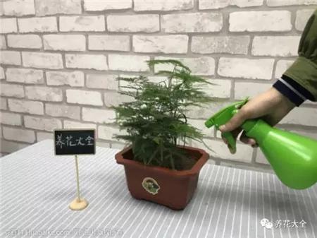 这20种常见花卉的浇水方法 一定要学