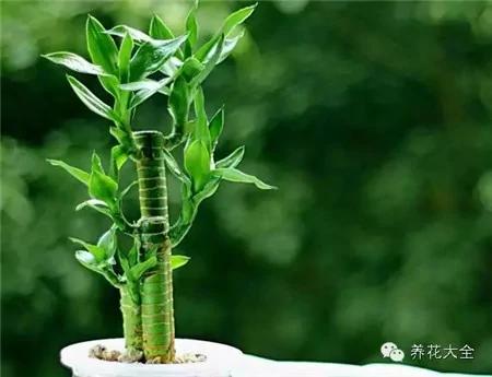 这20种常见花卉的浇水方法 一定要学