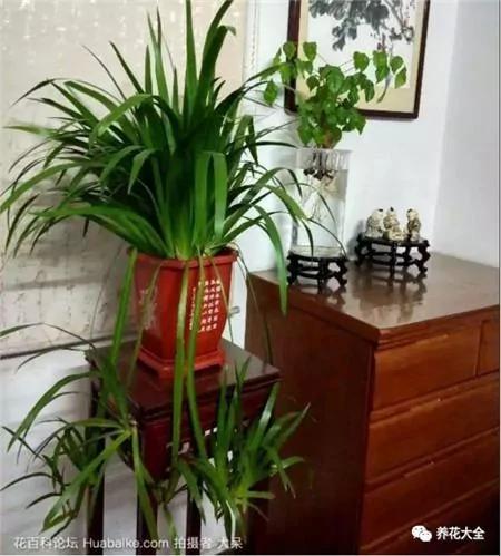 这20种常见花卉的浇水方法 一定要学