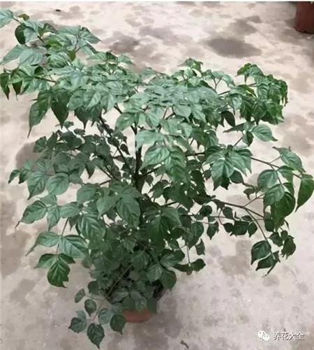 这20种常见花卉的浇水方法 一定要学