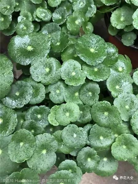 这20种常见花卉的浇水方法 一定要学