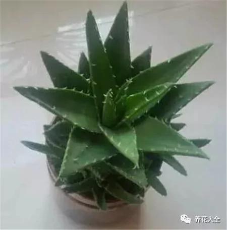 这20种常见花卉的浇水方法 一定要学