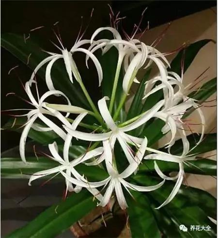 这20种常见花卉的浇水方法 一定要学