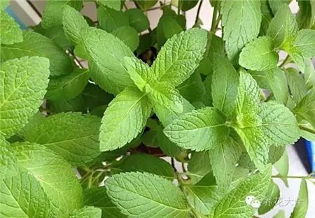 这20种常见花卉的浇水方法 一定要学