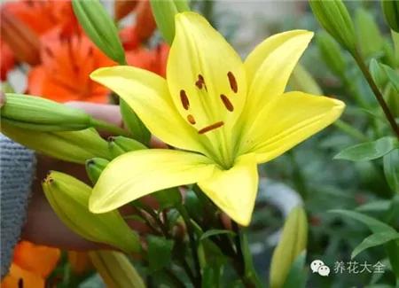 这20种常见花卉的浇水方法 一定要学