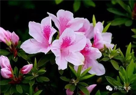 这20种常见花卉的浇水方法 一定要学