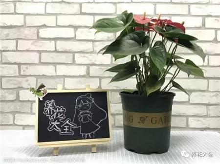 这20种常见花卉的浇水方法 一定要学