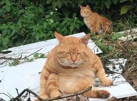 橘猫出去浪生下一窝崽现在每天都想死 孩子它爹你要对我负责 希望之聲澳洲生活台
