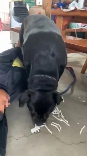 趁主人在一旁睡觉,毛小孩把香烟全咬烂。(图/翻摄自爆怨公社)