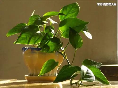 厨房养这3种花 吸油烟 长得旺 环境卫生又健康!