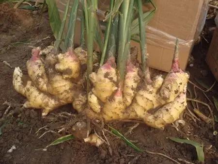 家庭无农药蔬菜种植系列:怎麽在阳台用花盆种生姜(图文教程)