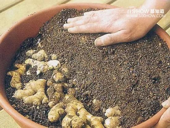 家庭无农药蔬菜种植系列:怎麽在阳台用花盆种生姜(图文教程)