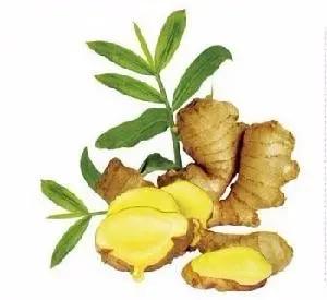 家庭无农药蔬菜种植系列:怎麽在阳台用花盆种生姜(图文教程)