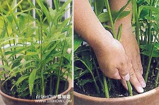 家庭无农药蔬菜种植系列:怎麽在阳台用花盆种生姜(图文教程)