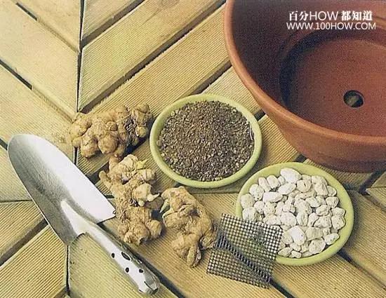 家庭无农药蔬菜种植系列:怎麽在阳台用花盆种生姜(图文教程)