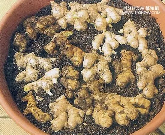 家庭无农药蔬菜种植系列:怎麽在阳台用花盆种生姜(图文教程)